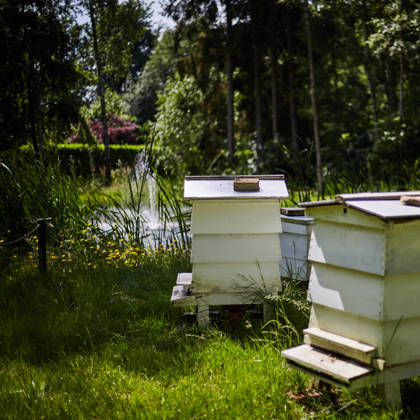 Bee hives
