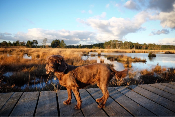 A dog standing on a dock

AI-generated content may be incorrect.